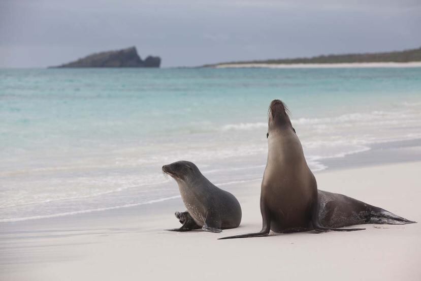 En las Islas Galápagos los animales no le tienen miedo al humano, sino que parecen permanecer cerca del visitante para posar para fotos. (Suministrada)