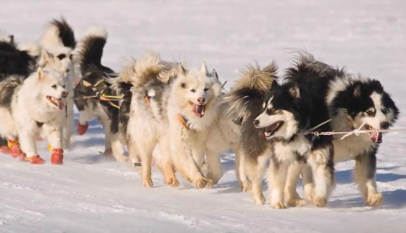 El Laika de Yakutia es un perro que tiene abundante y largo pelaje suficientemente espeso para soportar los intensos fríos de los inviernos árticos. (YouTube / Wiz Science)