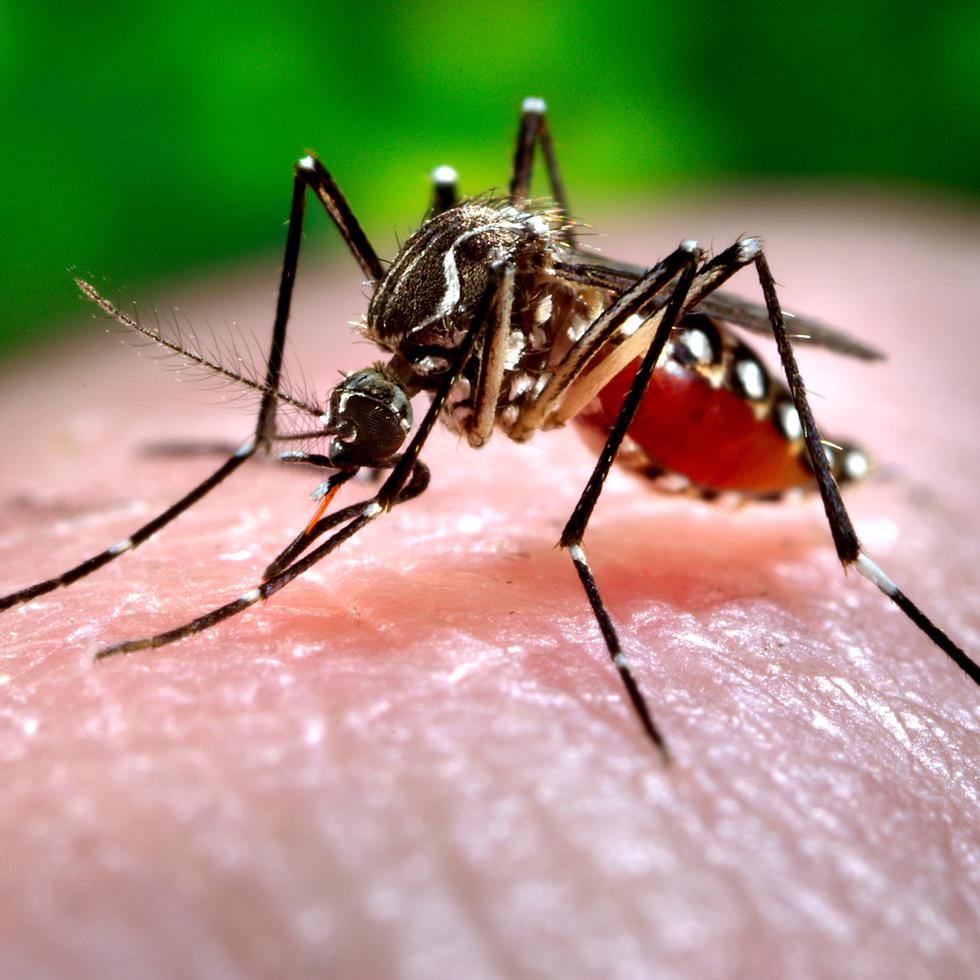 La vacuna de dos dosis protege contra los cuatro tipos de dengue.