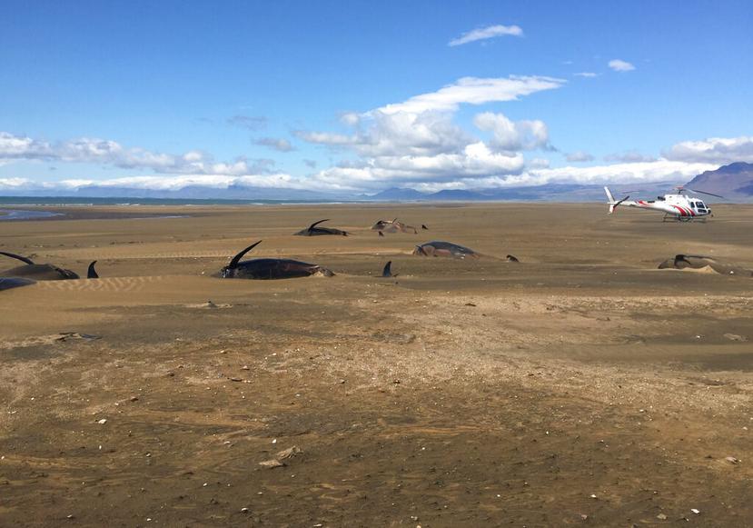Decenas de ballenas piloto de aleta larga yacen muertas y algunas cubiertas por arena en una playa remota en Islandia. (AP)