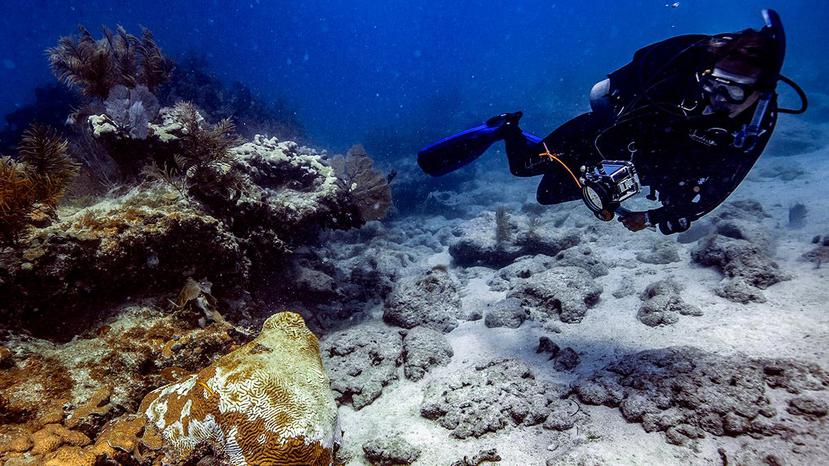 La “stony coral tissue-loss disease” tiene una tasa de mortalidad de entre 66% y 100%. (Suministrada/NOAA)