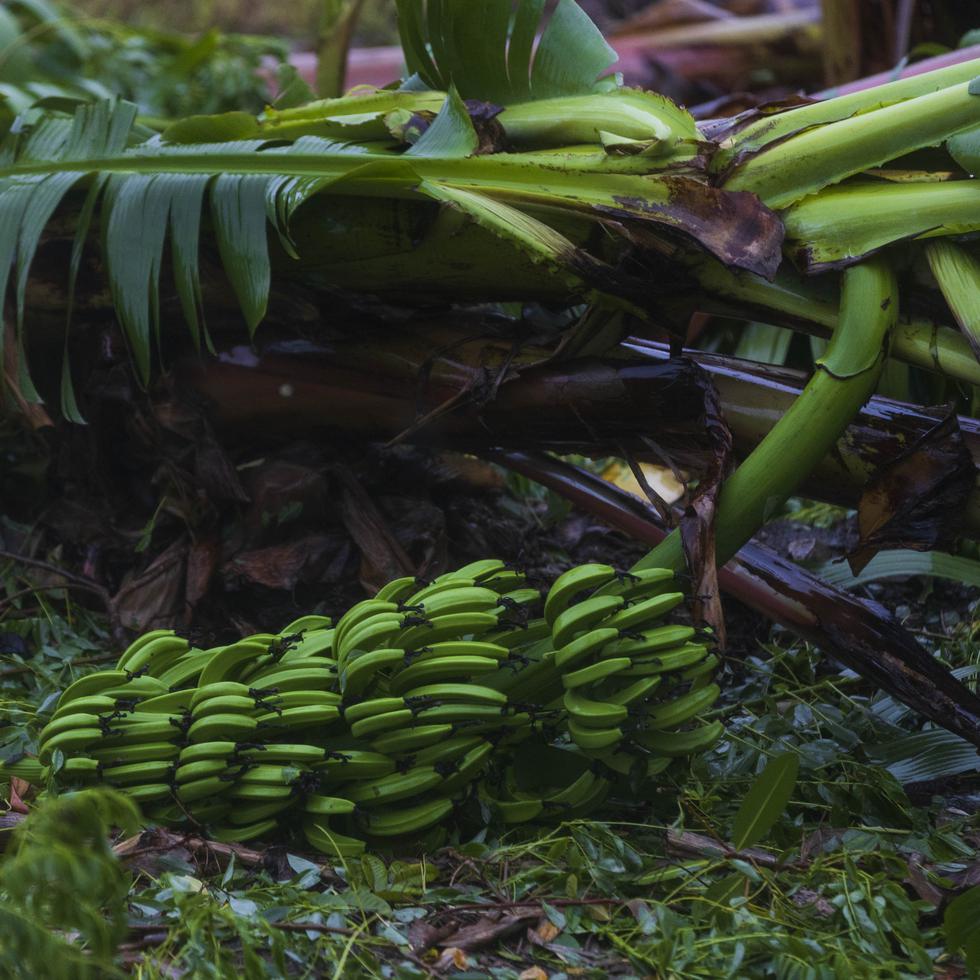 Esta imagen de archivo muestra una plantación de plátanos arruinada tras el paso del huracán Fiona, en Peñuelas.