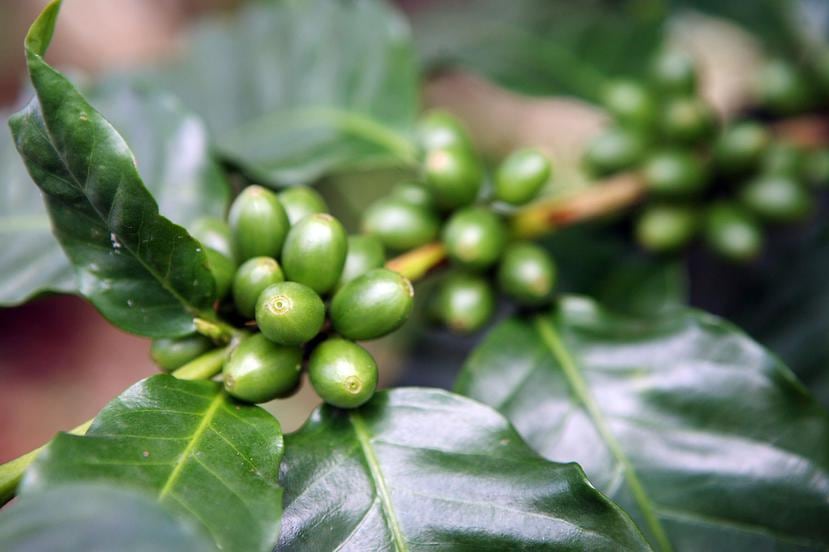El fallo del Tribunal Federal ocurrió a raíz de una prohibición del Departamento de Agricultura a la entrada de semillas verdes de café a Puerto Rico, a pesar de que la importación había recibido el aval de las autoridades federales. (archivo)