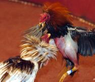Tribunal Supremo de Estados Unidos rehusa revisar la impugnación de la ley federal que prohíbe el negocio de las peleas de gallos (Archivo / GFR Media)