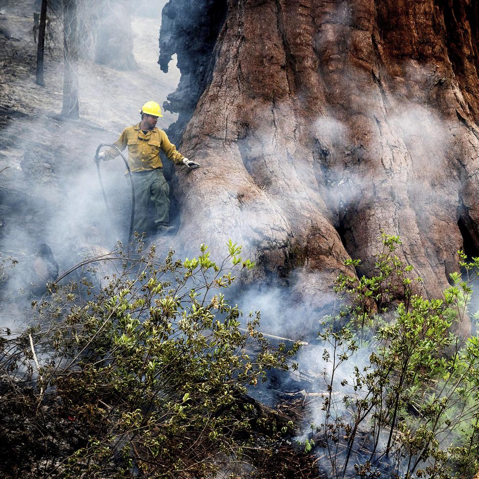 Un bombero protege un árbol de secuoyas en el Parque Nacional Yosemite, en California, el 8 de julio de 2022.