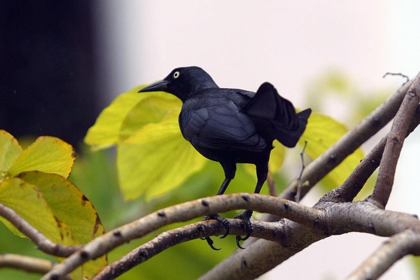 Es la primera vez que se observa a un ave de Puerto Rico, como el mozambique o chango, exhibir una conducta de autounción. (GFR Media)