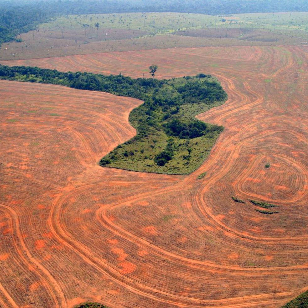 La Amazonía perdió 5,110 millas cuadradas de selva en el periodo de referencia de 12 meses de agosto de 2020 a julio de 2021.