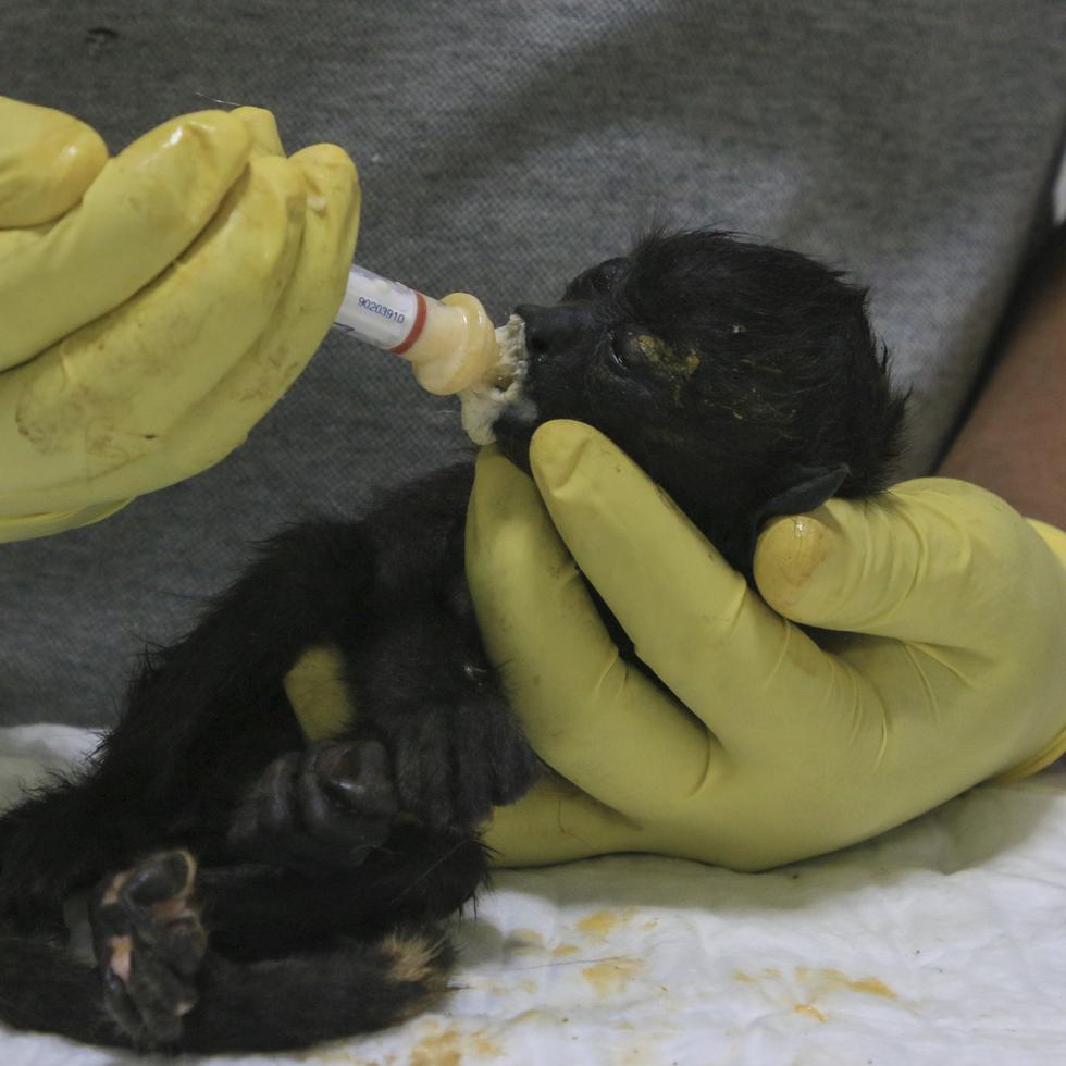 Un veterinario alimenta a un joven mono aullador rescatado en medio de temperaturas extremadamente altas en México.