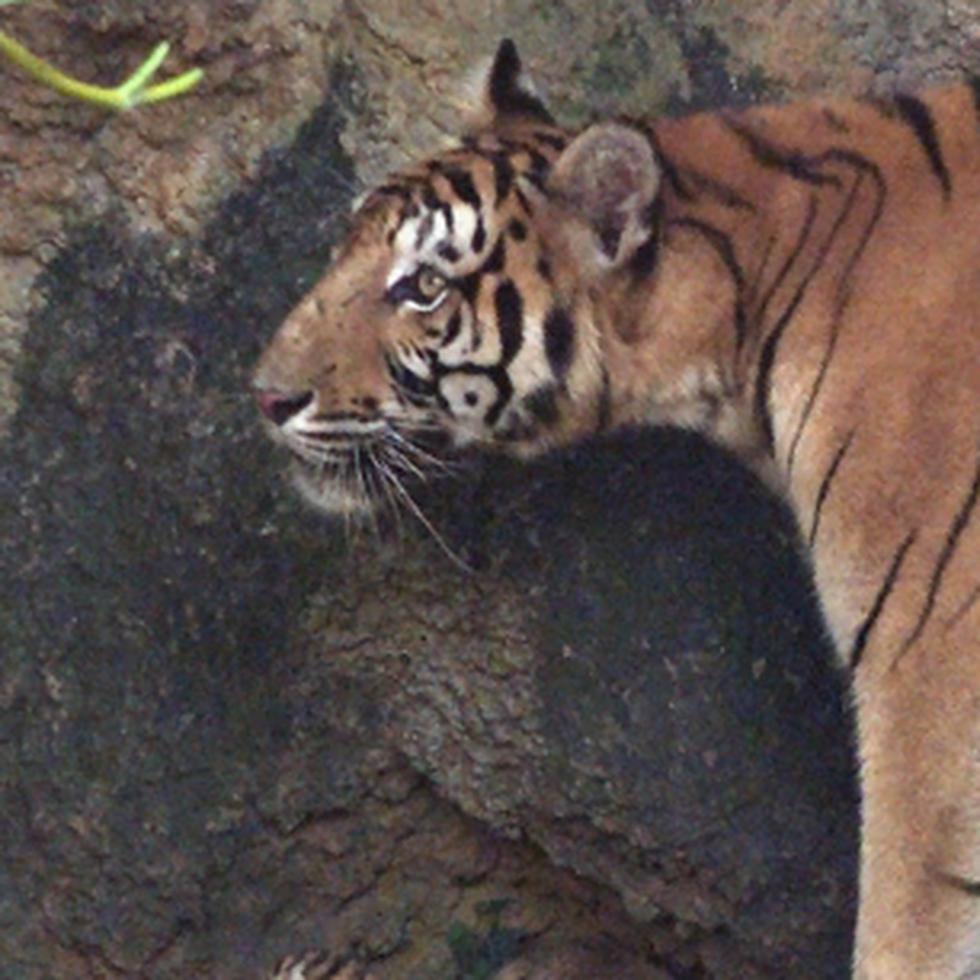 En 2008, la población de tigres en la India era de apenas 1,411 ejemplares.