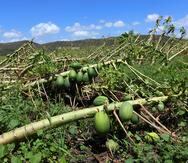 El paso del huracán María causó estragos en el sector agrícola, como por ejemplo en este sembradío de papaya en Guánica. (Archivo / GFR Media)