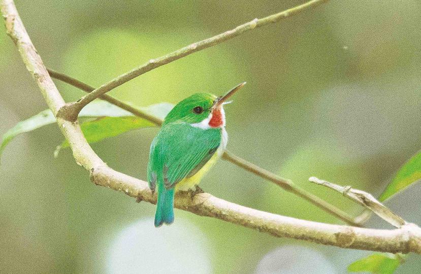 El San Pedrito es tan pequeña y de vistosos colores como algunos colibríes.