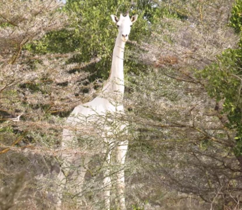 La jirafa blanca se encontraba en un claro del bosque pastando junto a otros 20 miembros de su manada. (Captura YouTube)