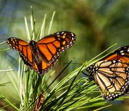 Junto con la agricultura, el cambio climático es una de las principales causas que amenazan con extinguir a la mariposa monarca, alterando su migración anual de 3,000 millas que se sincroniza con la primavera boreal y el florecimiento de las flores silvestres.