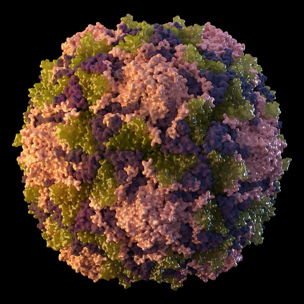 Esta ilustración de 2014 proporcionada por los Centros para el Control y la Prevención de Enfermedades muestra una partícula del virus de la poliomielitis.