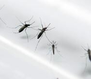 Identificar y eliminar criaderos de mosquitos es una forma de prevenir el contagio del dengue, además del uso de repelente de mosquitos.