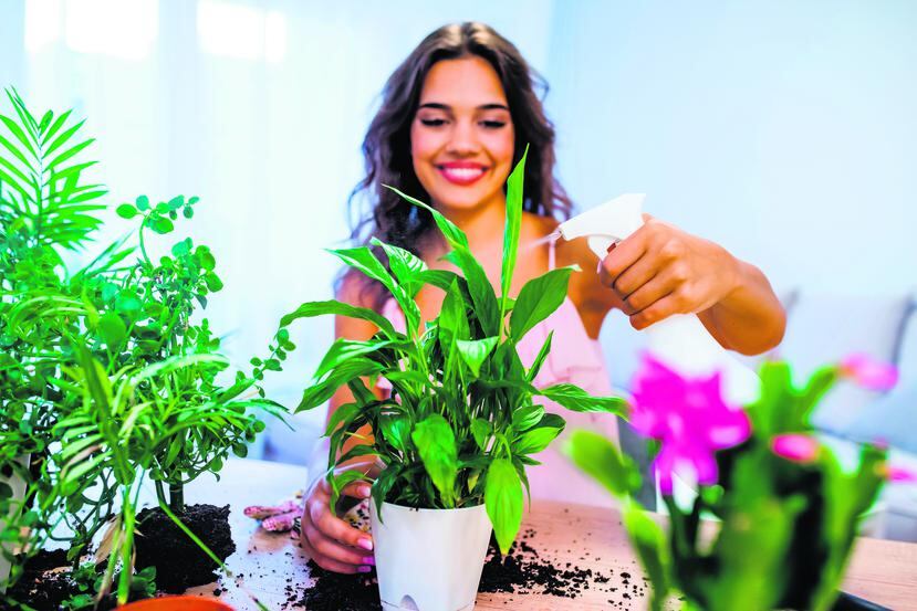Para cuidar bien de las plantas, es necesario no solo regarlas y abonarlas, sino también revisarlas para evitar que las plagas las estropeen. (Shutterstock)