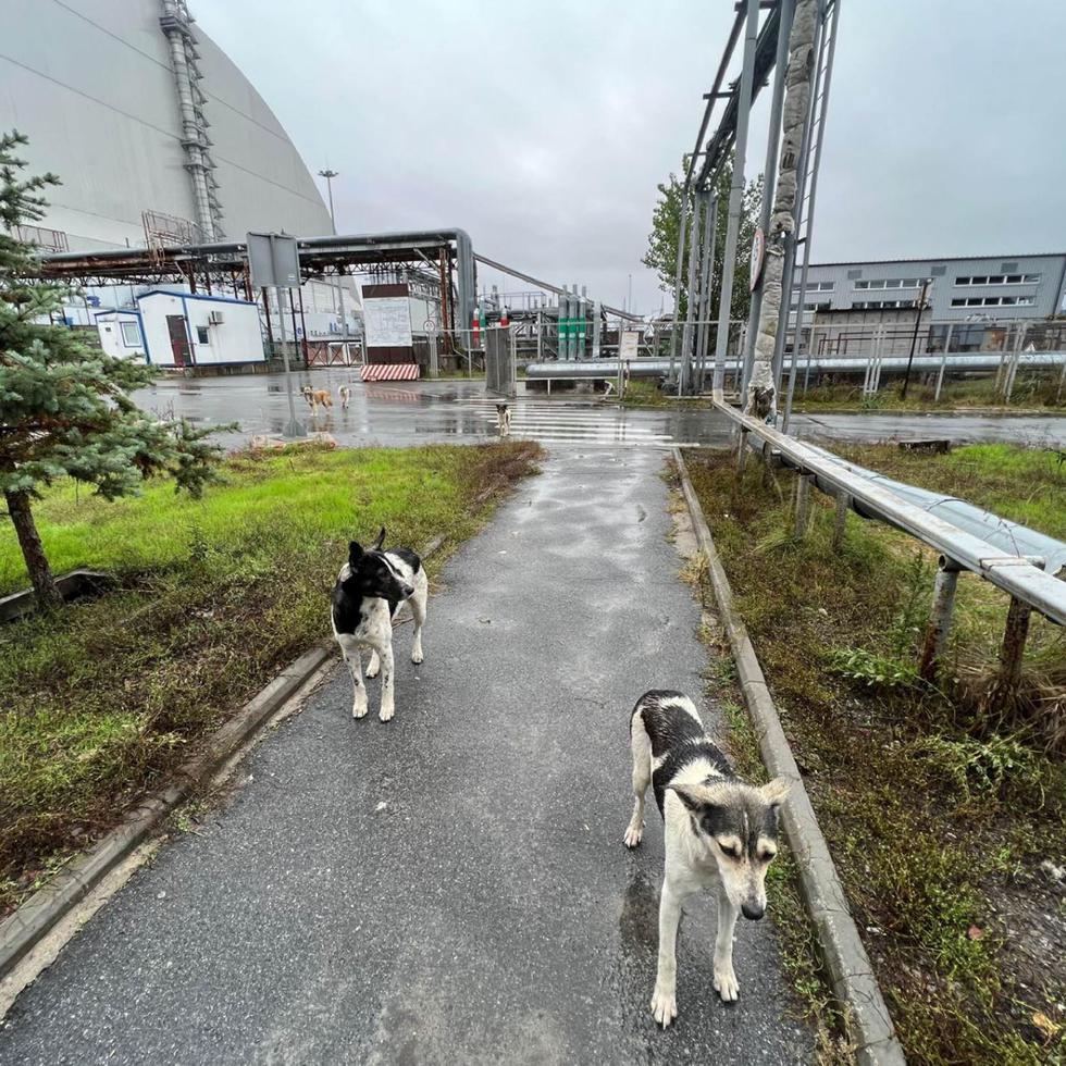 Perros de Chernóbil en el entorno de la Nueva Estructura de Confinamiento Segura, que se construyó para contener la radiactividad de la explosión del reactor cuatro. EFE/Clean Futures Fund+
