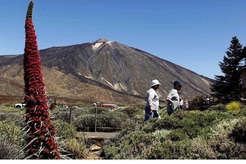 La campaña de floración en el Parque nacional del Teide comienza con las flores rojas del tajinaste, natural de la isla de Tenerife, que pueden alcanzar los tres metros de altura y que se dan por las bases pedregosas de las laderas a partir de los 2,000 metros de altura sobre el nivel del mar. EFE/Cristóbal García
