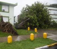 Recorrido por el municipio de Cuquillo durante el paso del huracán Fiona. En la foto, árboles derribados por los vientos en el residencial Diego Zalduondo.