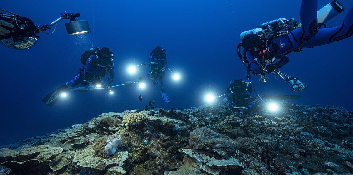 Descubren alucinante arrecife de coral en aguas profundas