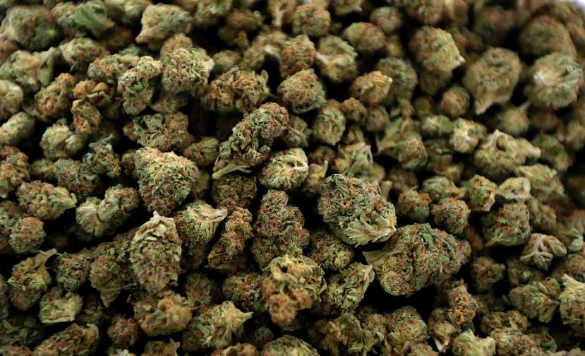 La medida llegó 10 años después de que los votantes aprobaran el uso de la marihuana médica. (AP)