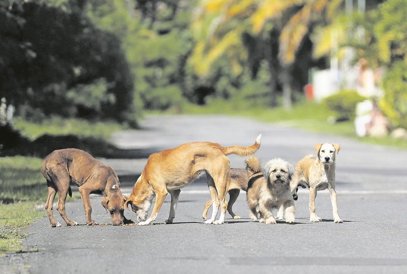 Personas que trabajan con animales realengos han observado un aumento en la cantidad de perros y gatos en las calles, que podría atribuirse al abandono de personas que se van de la isla. (GFR Media)
