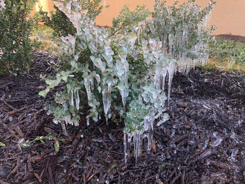 El frío que azota a Florida congeló las plantas.