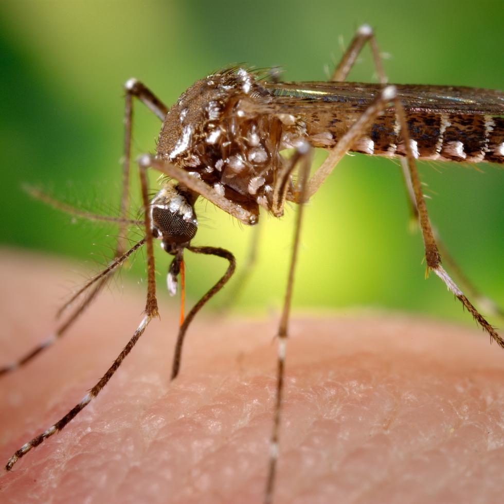 La hembra del mosquito Aedes aegypti obtiene sangre de un ser humano a través de su estilete puntiagudo.