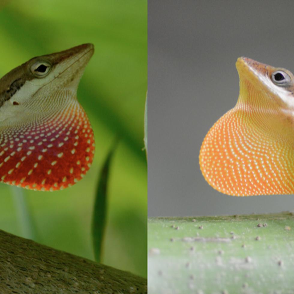 Lagartijos puros de las especies “Anolis pulchellus” (izquierda, con el cuello rojizo) y “Anolis krugi” (derecha, con el cuello anaranjado).