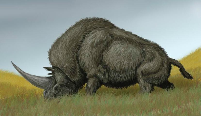 Estos rinocerontes prehistóricos pesaban cerca de 3.5 toneladas y tenía un gigantesco cuerno de hasta 3.2 pies de longitud. (Science Alert)