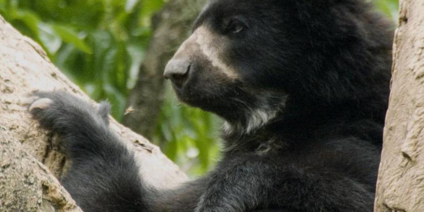 El oso andino es el único nativo de Sudamérica. (Dirección Territorial Andes Occidentales)