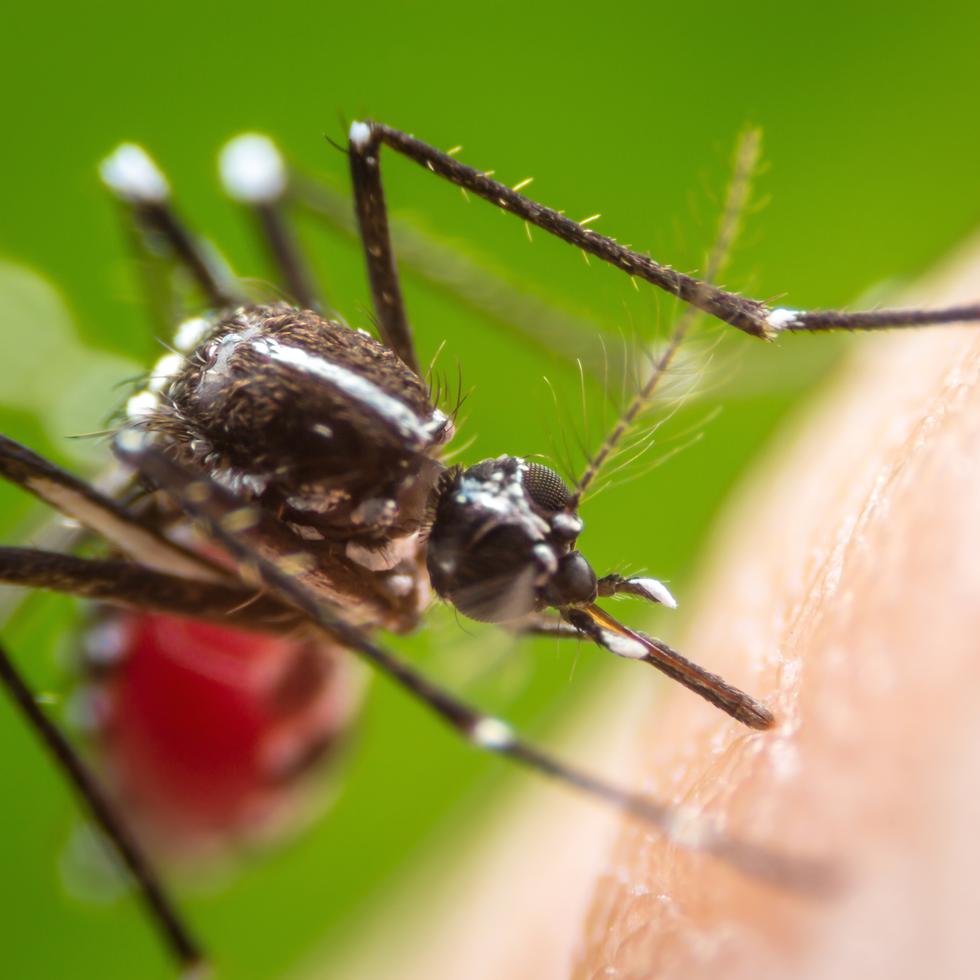 Estudios han identificado una relación entre el calentamiento global y la conducta de los mosquitos, como Aedes aegypti.