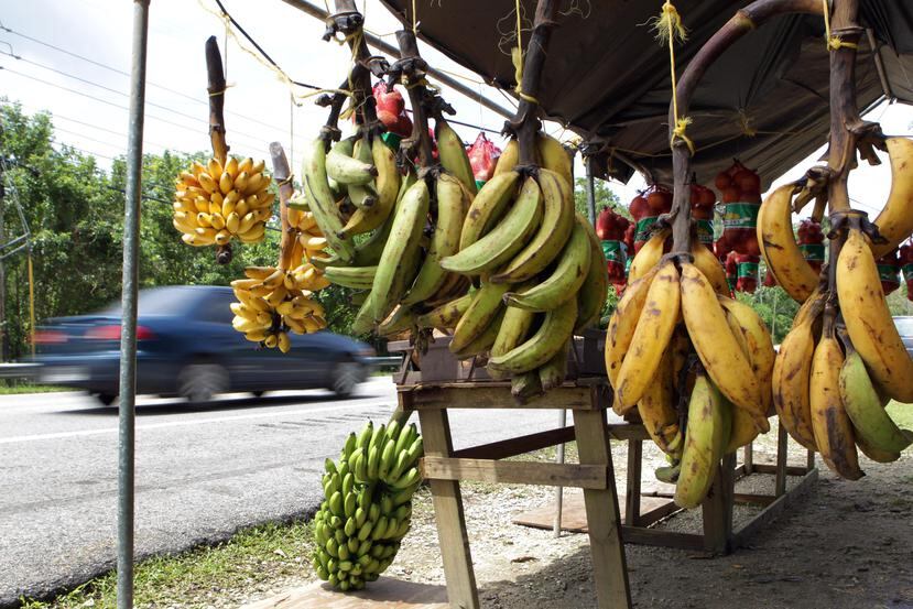 La producción de plátanos alcanzaría entre un 75% y un 80% del nivel previo al huracán María para fines del 2018. (GFR Media)