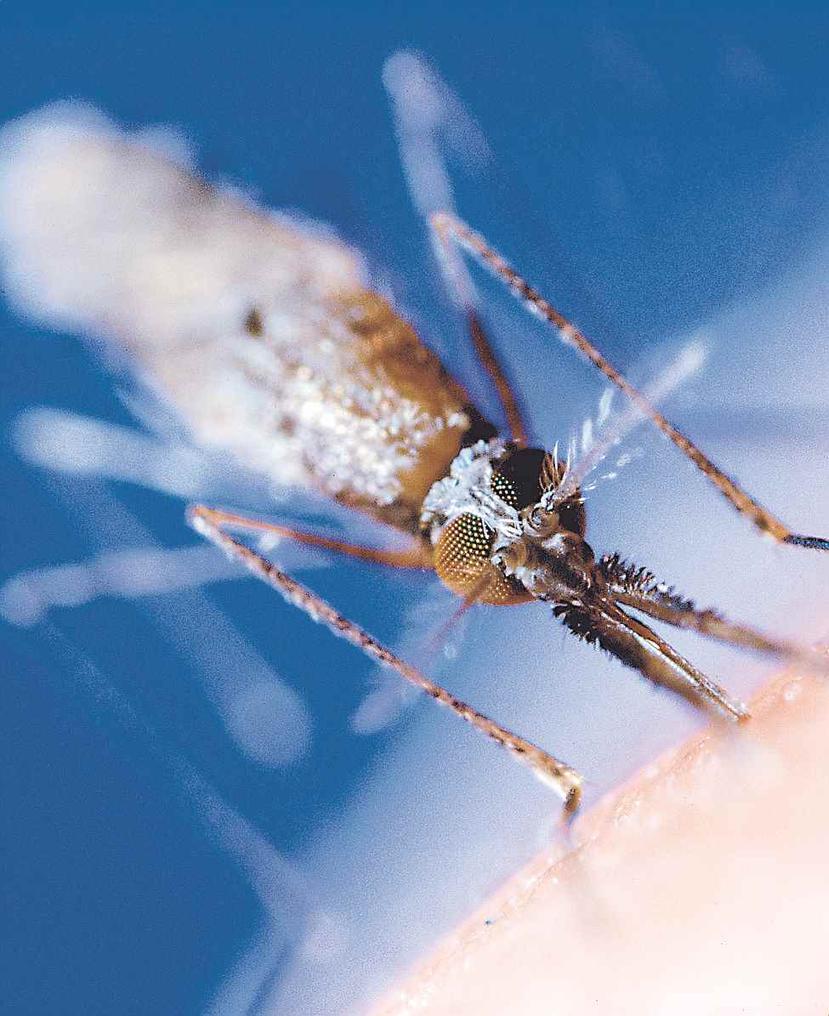 La malaria es una enfermedad grave causada por un parásito, que se puede adquirir a través de la picadura de un mosquito infectado (Bloomberg)