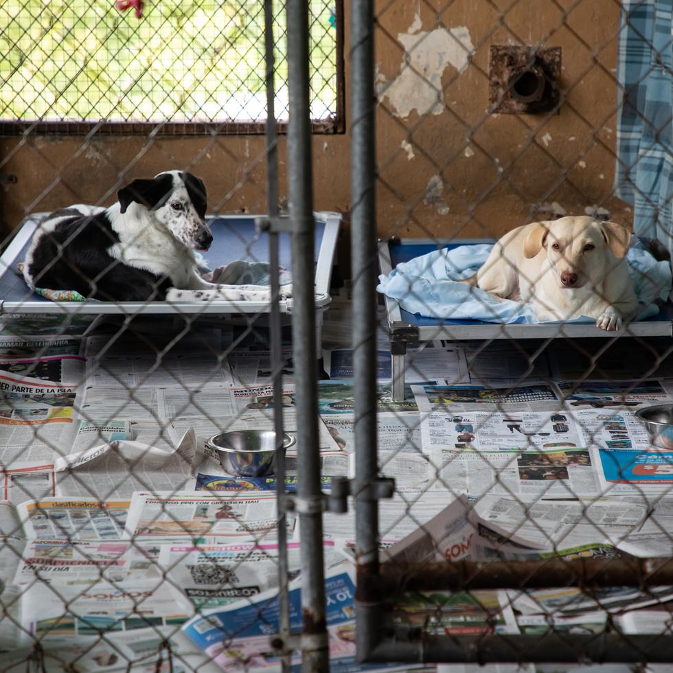 En el Santuario San Francisco de Asís, en Cabo Rojo, decenas de perros y gatos esperan ser adoptados.