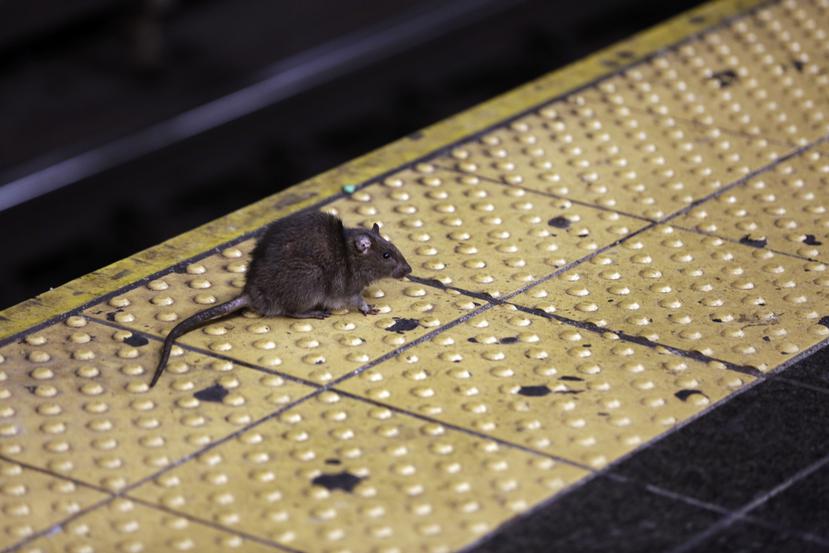 Una rata cruza una estación de metro de la ciudad de Nueva York, en una foto de archivo. (AP Foto/Richard Drew, Archivo)