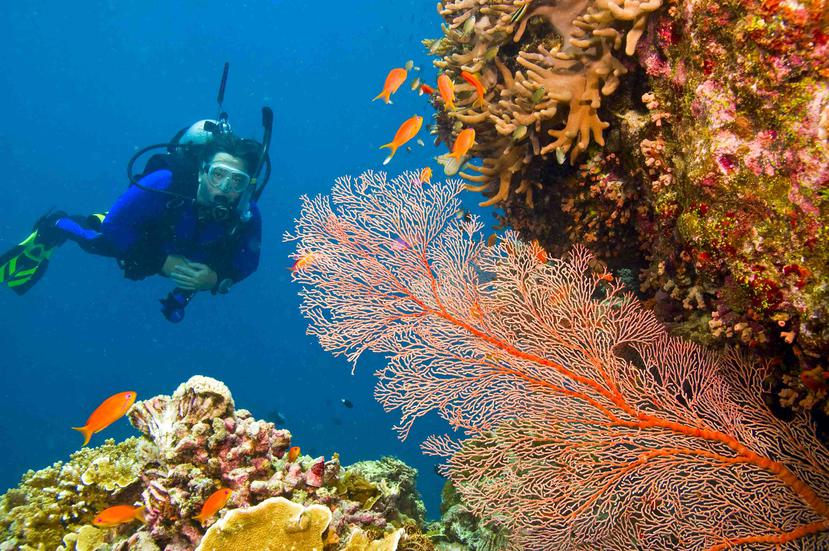 Gran Barrera de Coral (Foto: Shutterstock.com)