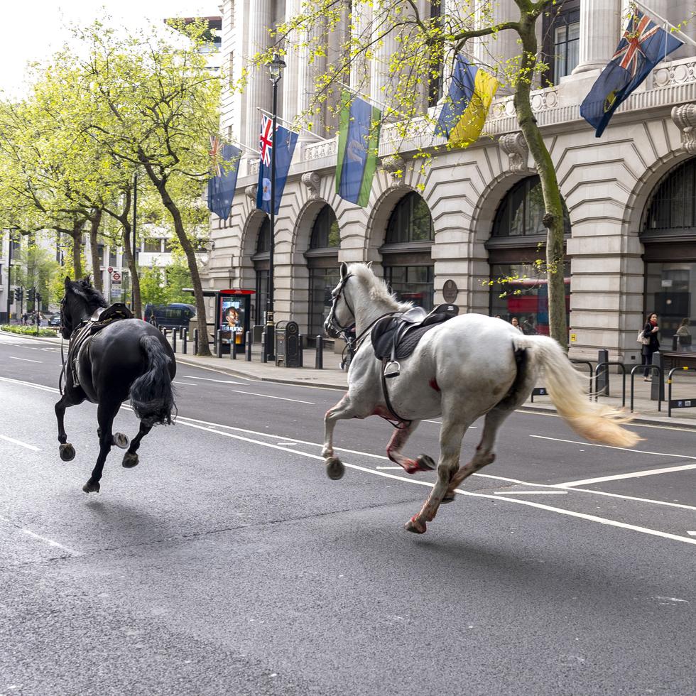Dos caballos sueltos corren por las calles de Londres cerca de Aldwych, el miércoles 24 de abril de 2024.