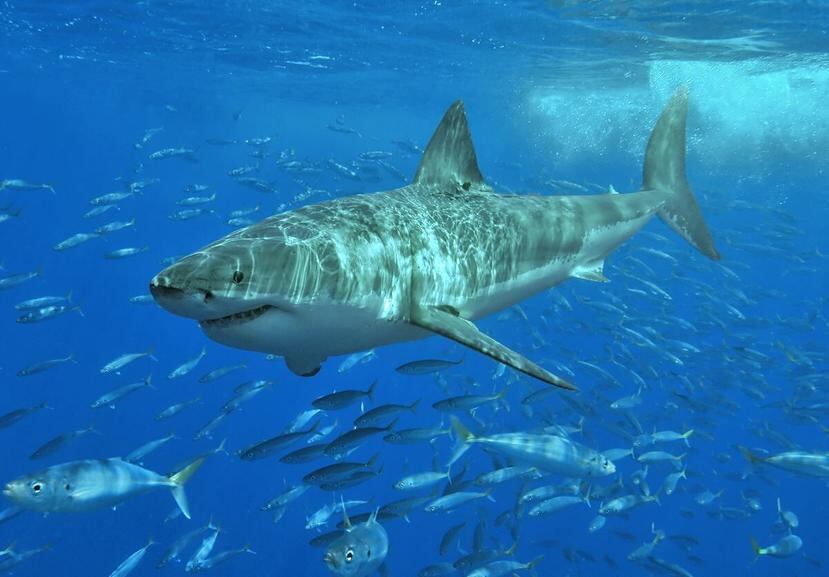 Imagen de un tiburón blanco (GFR Media)