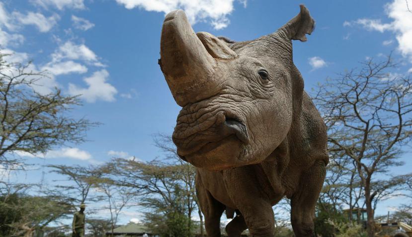 Imagen del último rinoceronte blanco del norte macho que quedaba en el mundo, llamado Sudán.