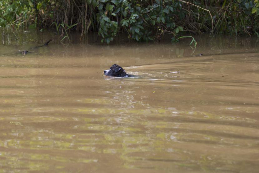 Un perro nada en una zona inundada tras el paso del huracán Fiona en Loíza.
