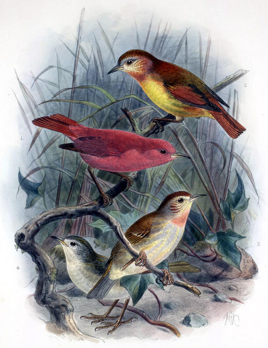 El pájaro mielero Kākāwahie vivía en la isla de Moloka'i en Hawai.