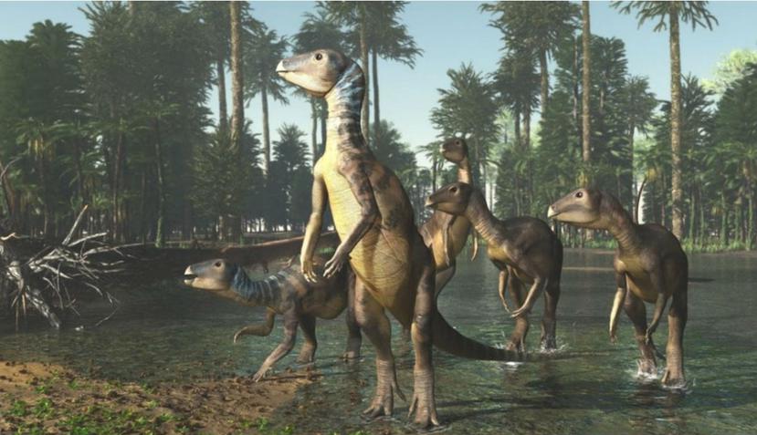 Esta nueva especie fue bautizada como Weewarrasaurus. (une.edu.au)
