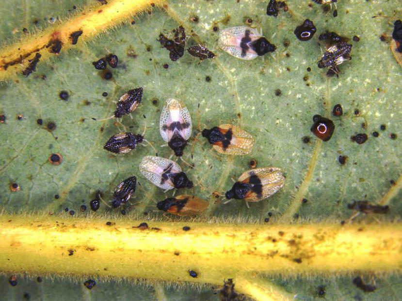 Esta fotografía sin fecha del Departamento de Agricultura de Hawaii muestra a los insectos de encaje del aguacatero. (Departamento de Agricultura de Hawaii vía AP)