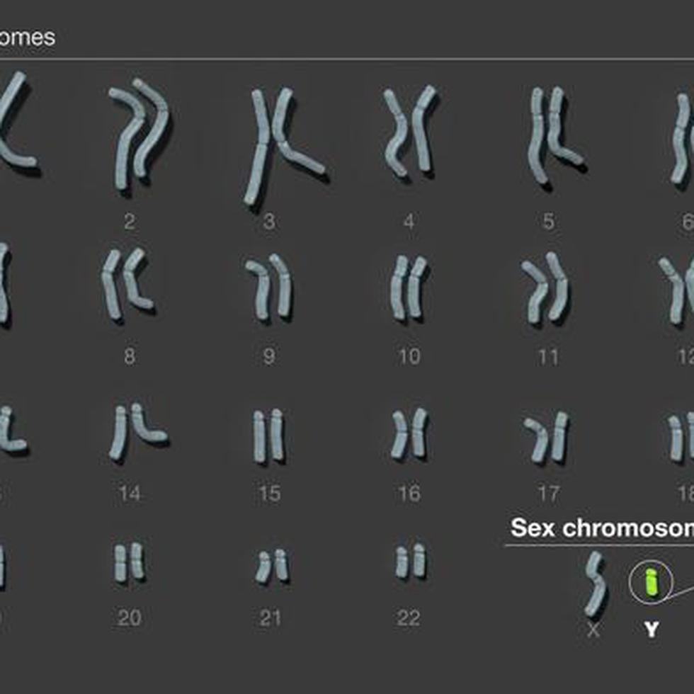 El cromosoma Y es el último de los cromosomas humanos en ser secuenciado por completo.