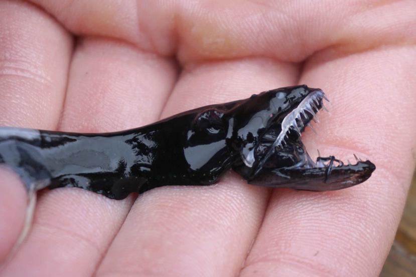 Una muestra de un pez dragón negro en San Diego, California. (Audrey Velasco-Hogan vía AP)