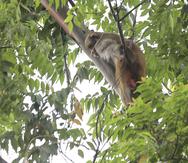 El mono se escapó del árbol en donde se encontraba en el área de Ciudadela.