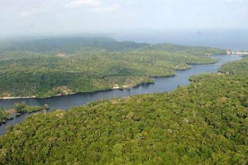El saltarín coronidorado vive una zona del centro sur del Amazonas de cerca de 200 kilómetros de superficie, lejos de las áreas donde sus parientes viven, al lado de anchos ríos.(EFE)