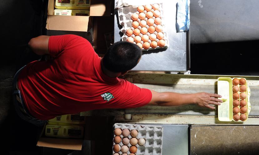 En Puerto Rico solo quedan 8 productores de huevos, cuando hace tres décadas eran más de 40 y hubo un tiempo en el que llegaron a ser 70 en todo el país.