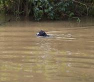 Un perro nada en una zona inundada tras el paso del huracán Fiona en Loíza.